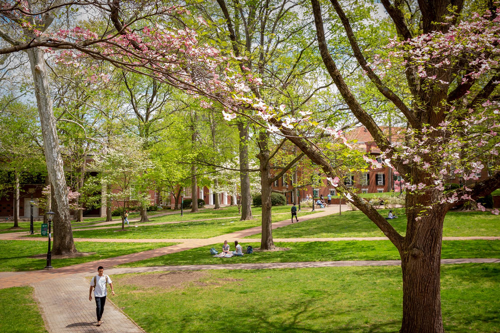Students walking through university green space in spring. 