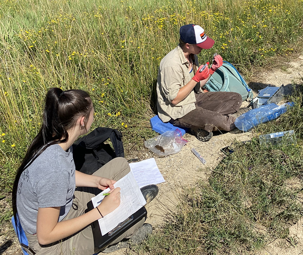 From left, Ashlynn Canode and Marissa Dyck collect data in the field. Canode is an undergraduate student who recently received a Provost Undergraduate Research Fund award to continue her research on bobcats with Dyck.