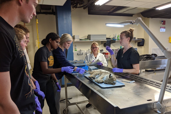 Marissa Dyck demonstrates a necropsy on a bobcat that was killed on a road for Ohio University undergraduates who conducted necropsies in 2019 and 2020 on roadkill animals for the lab's research.