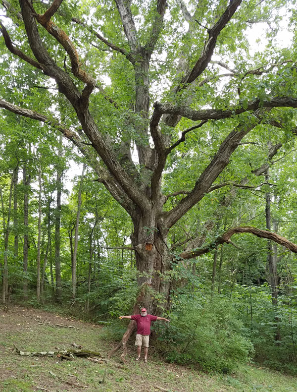 Scott Moody with an old oak tree on his farm.