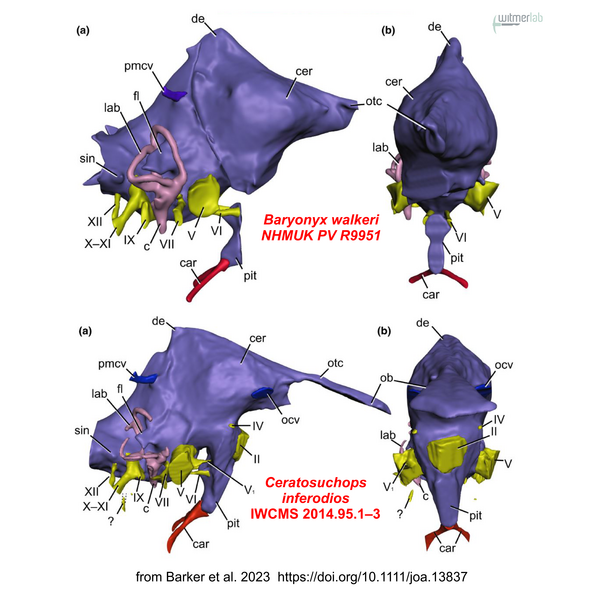 Spinosaurs endocast