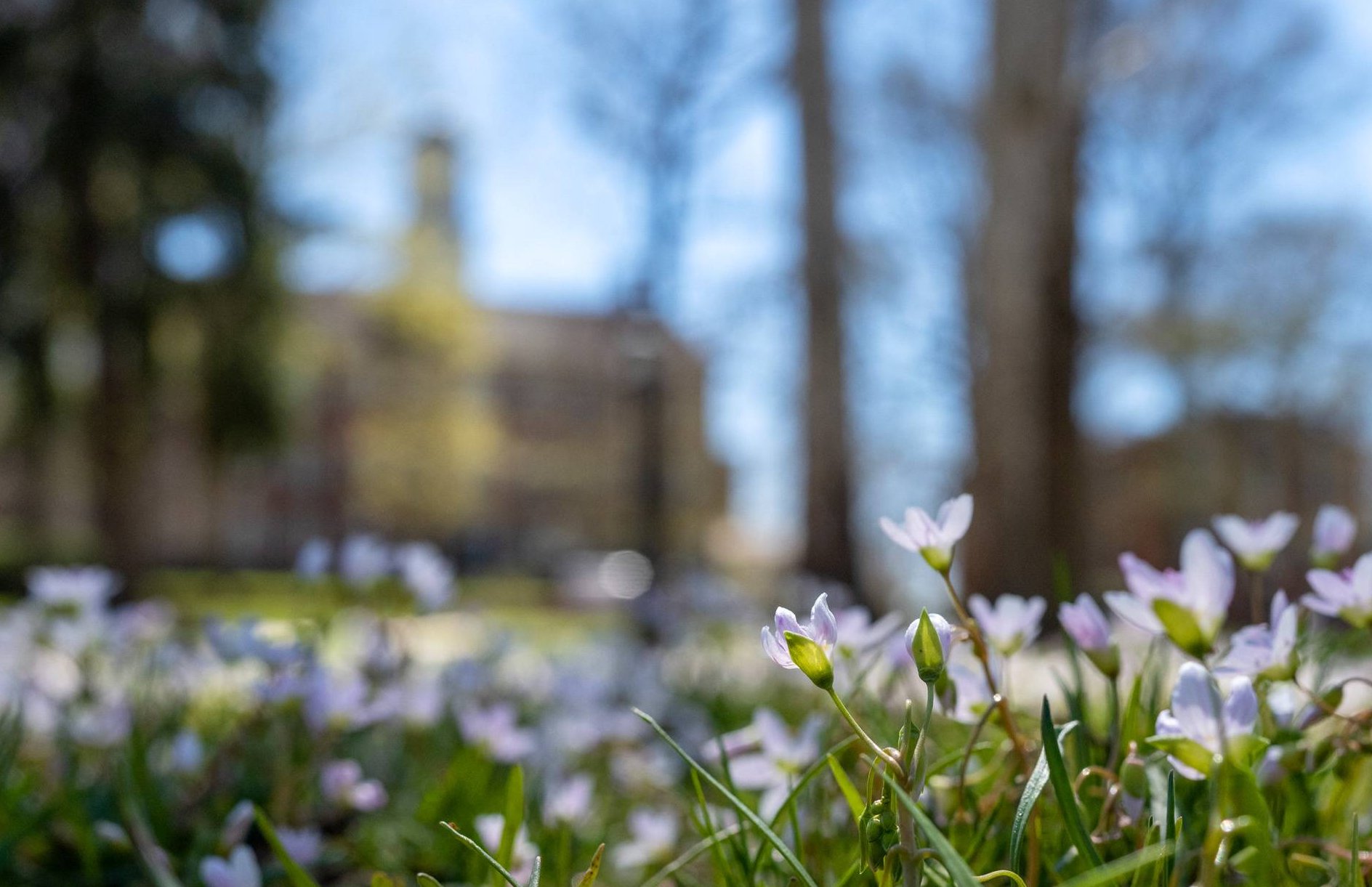 Spring flowers on College Green