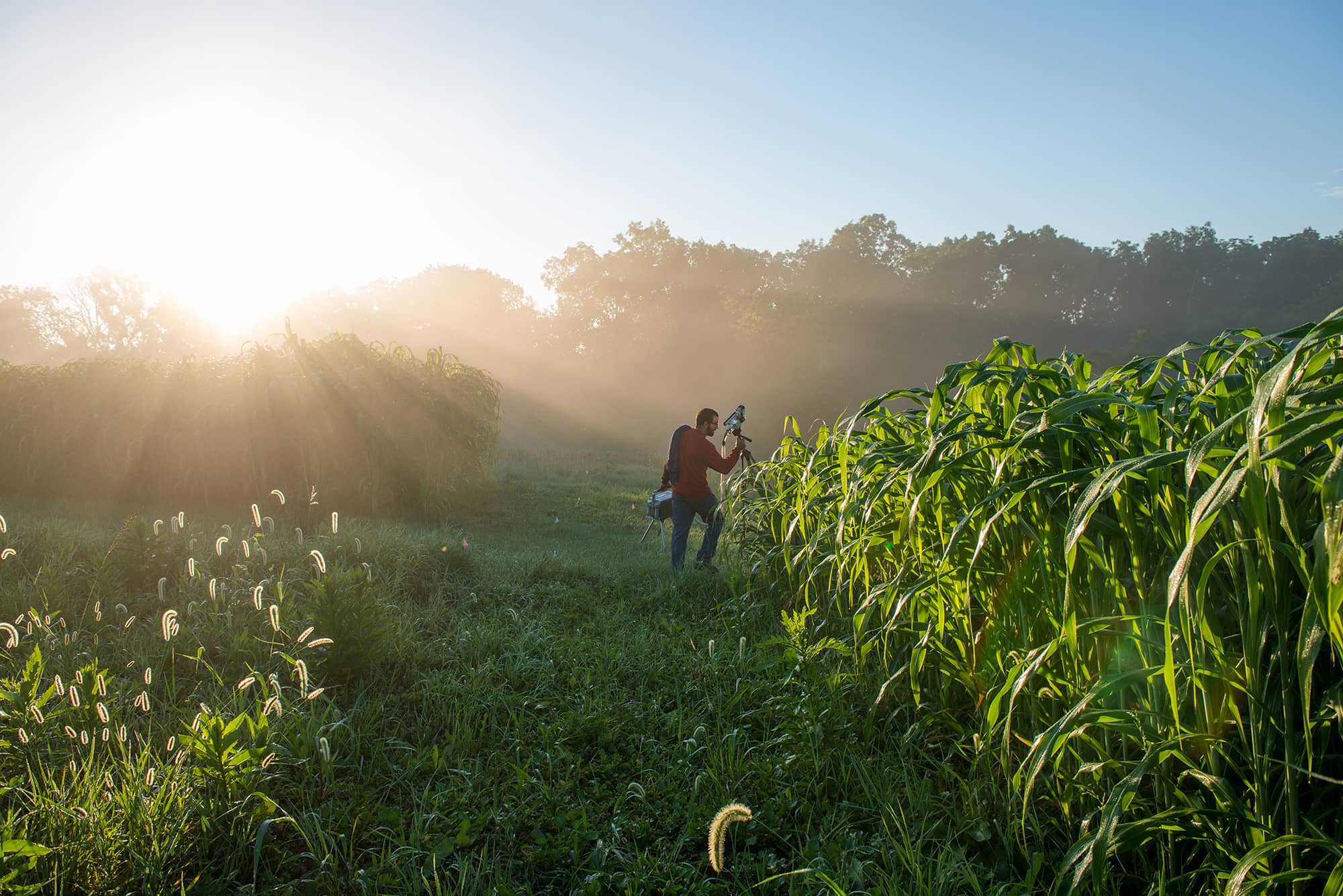 Graduate student Jonathan Grennell measures photosynthesis produced by a sorghum plant at a research plot at The Ridges.