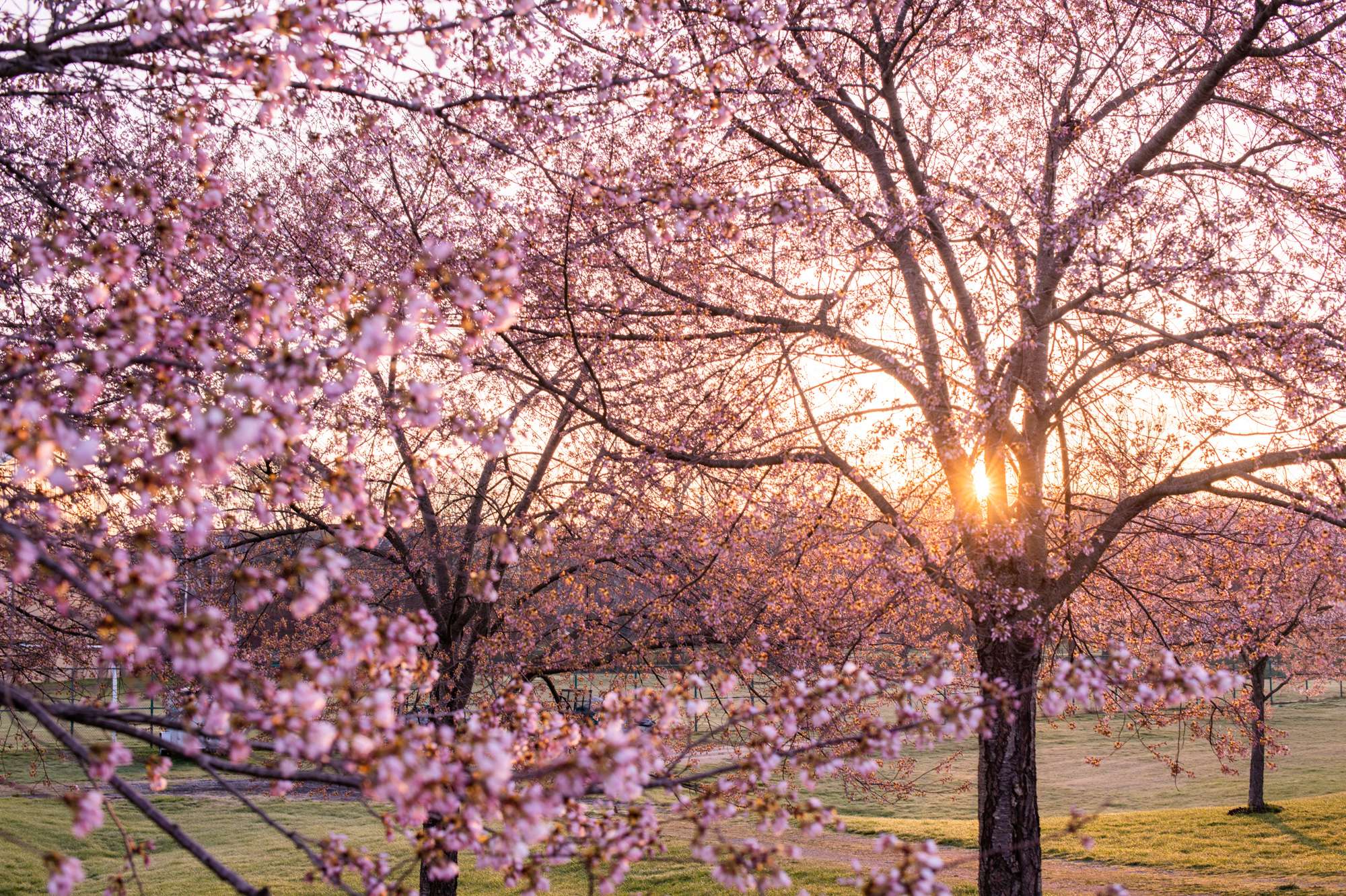 The sunrise as viewed through blooming Cherry Blossom trees