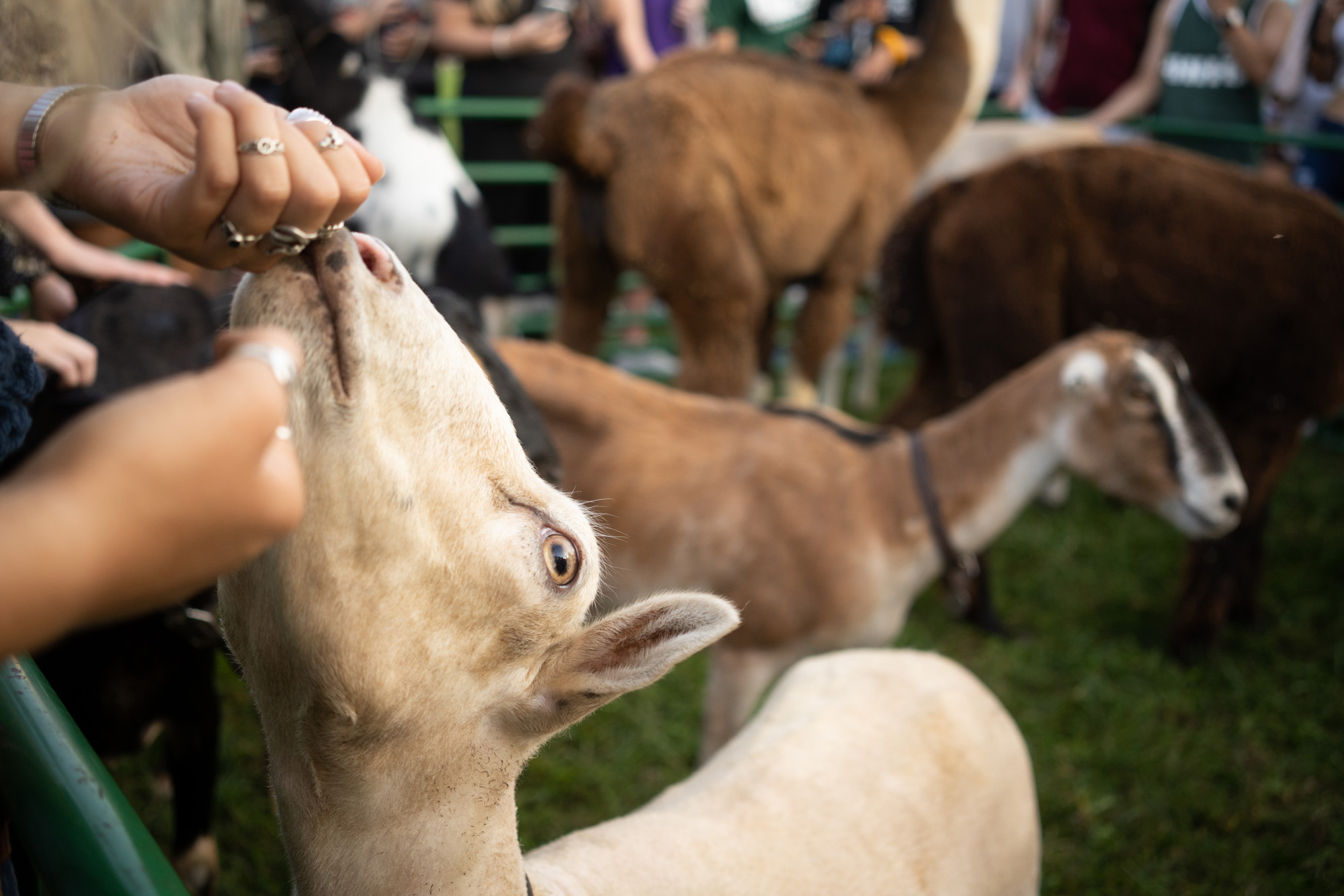 Students feed and pet goats at a petting zoo that was held on South Green during Welcome Week 2021