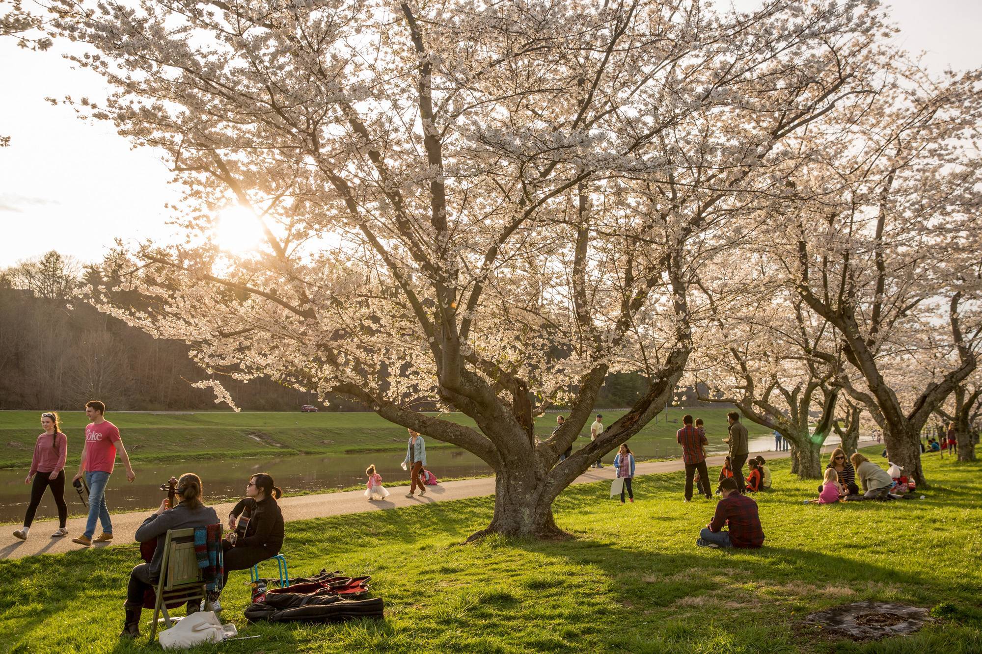 Ohio University’s Japanese cherry blossom trees, gifted to OHIO by its Chubu University partners, stand along the Hocking River in Athens, Ohio.