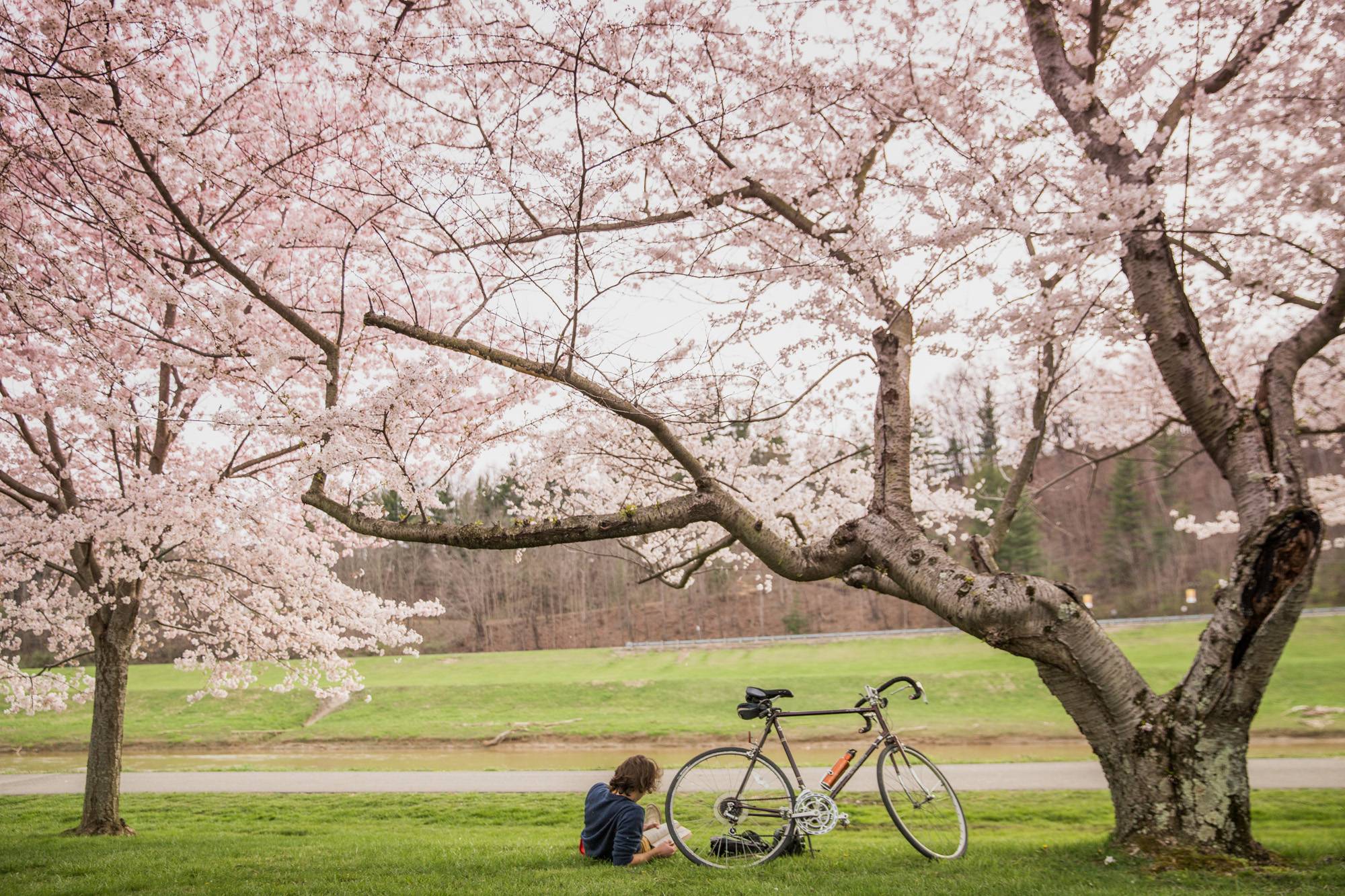 A cyclist stops to enjoy the cherry blossoms in bloom along banks of the Hocking River in Athens. 