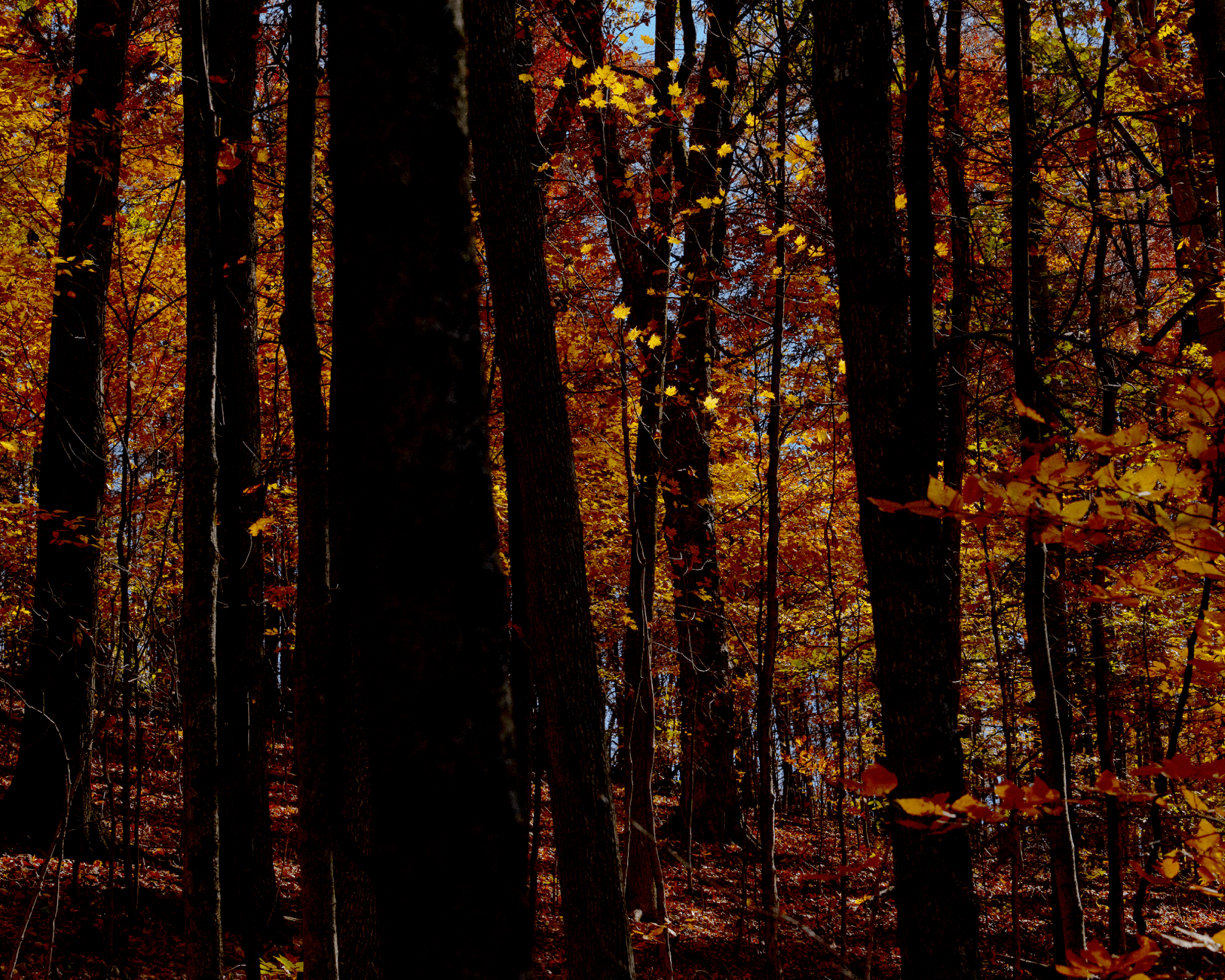 Fall colors at Dysart Woods in Belmont County, near Ohio University’s Eastern Campus.