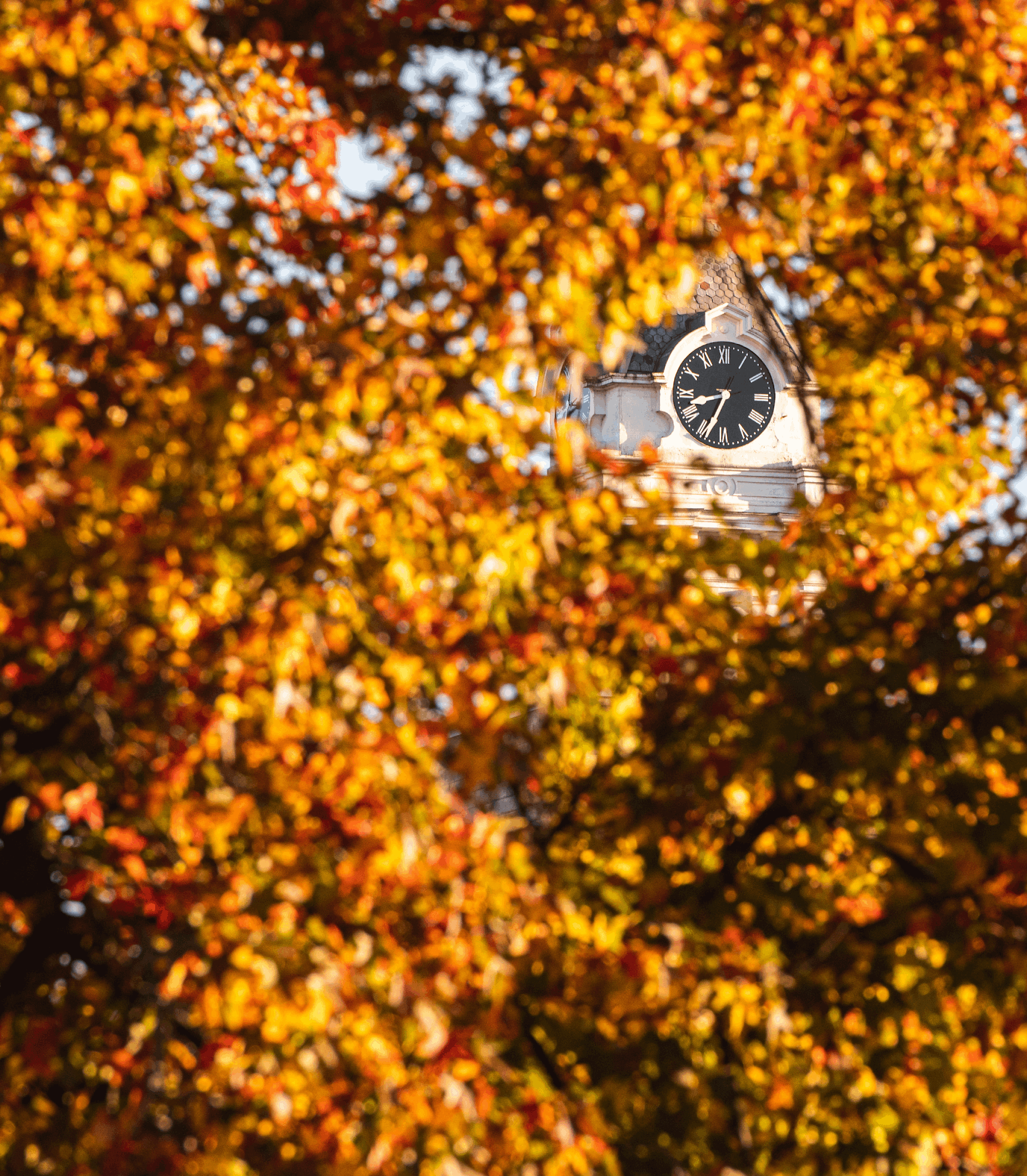 The clock tower on the Athens County Courthouse framed by fall leaves. 
