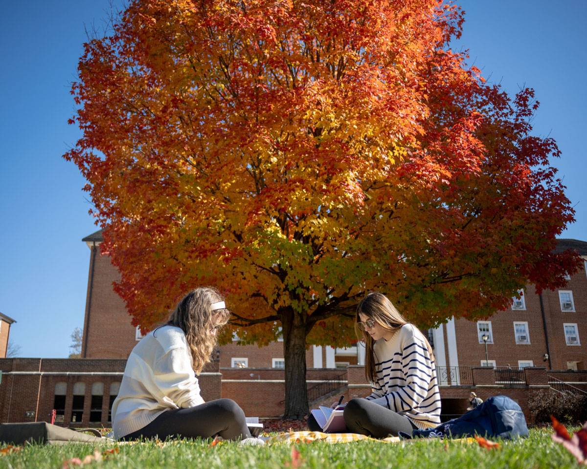 Students study beneath a maple tree on South Green