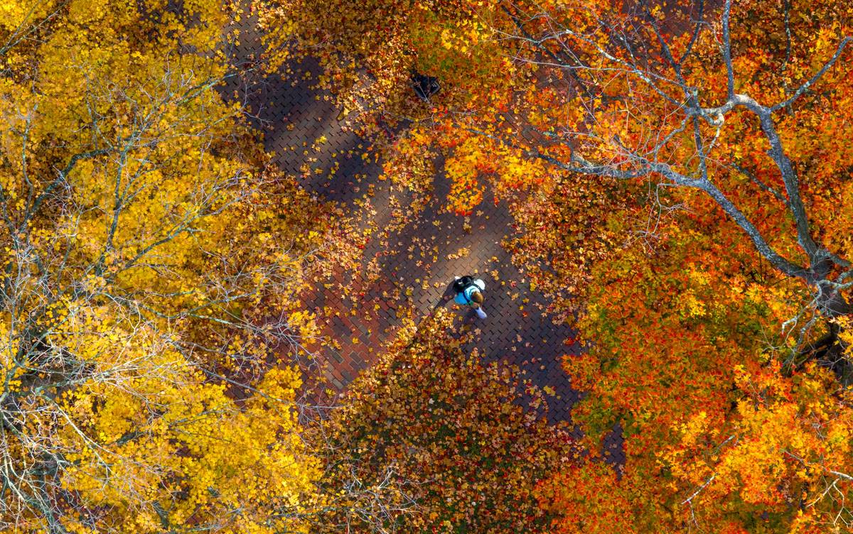 A student on College Green is illuminated by early morning light and vibrant fall colors