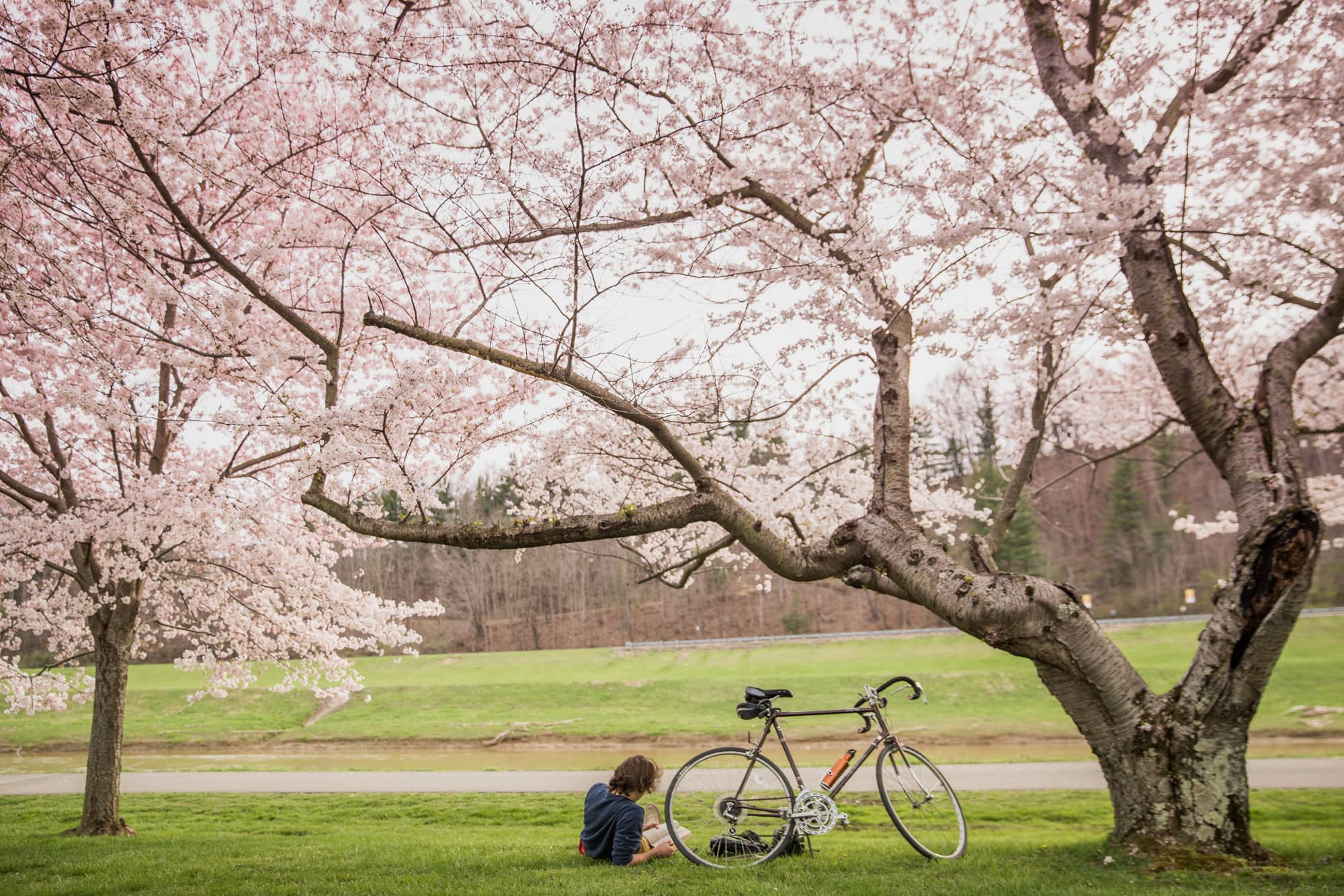A cyclist on the Hockhocking Adena Bikeway that spans from Athens to Nelsonville, Ohio, stops to enjoy the cherry blossoms in bloom along the banks of the Hocking River in Athens.