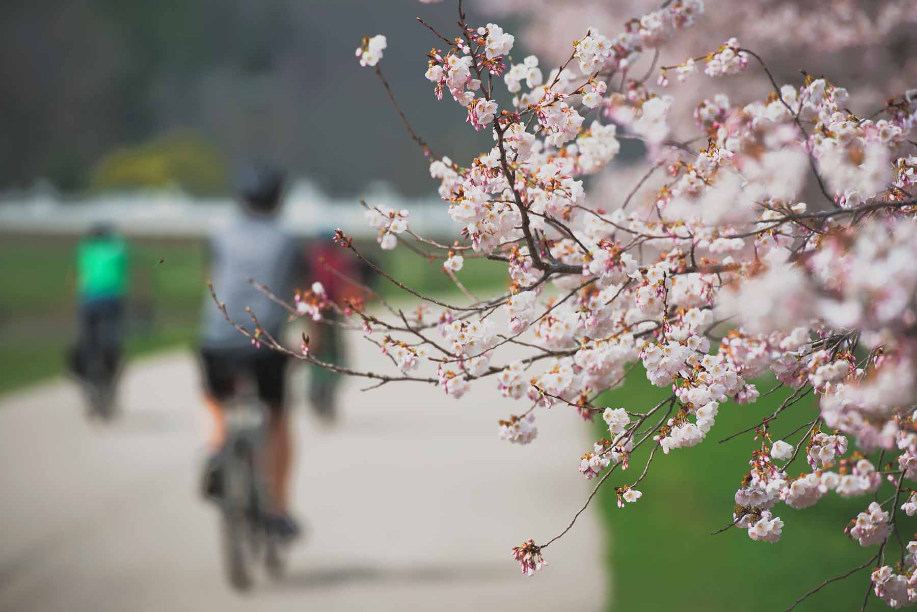 Out of focus cyclists going past a flowering cherry blossom tree
