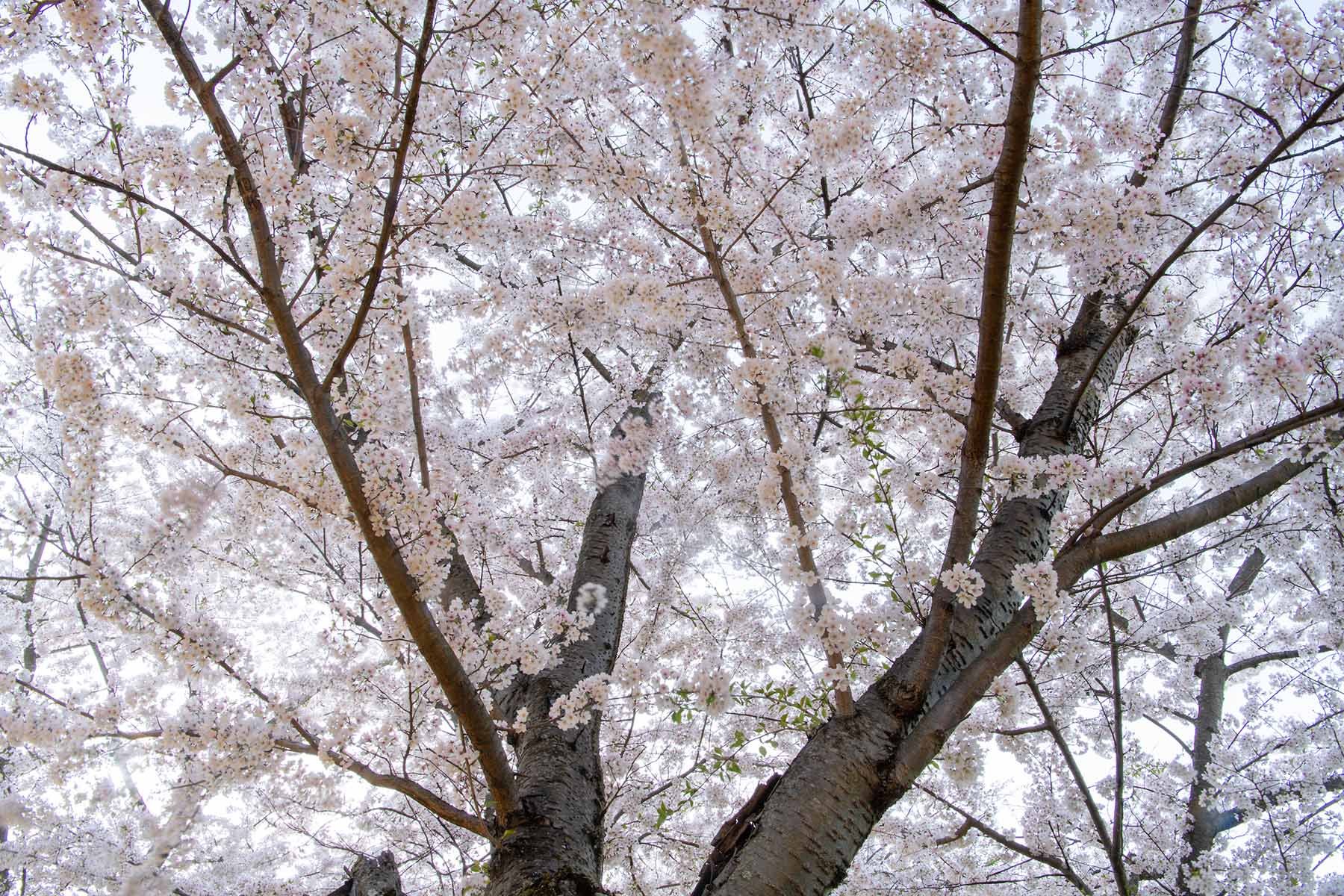 A flowering cherry blossom tree