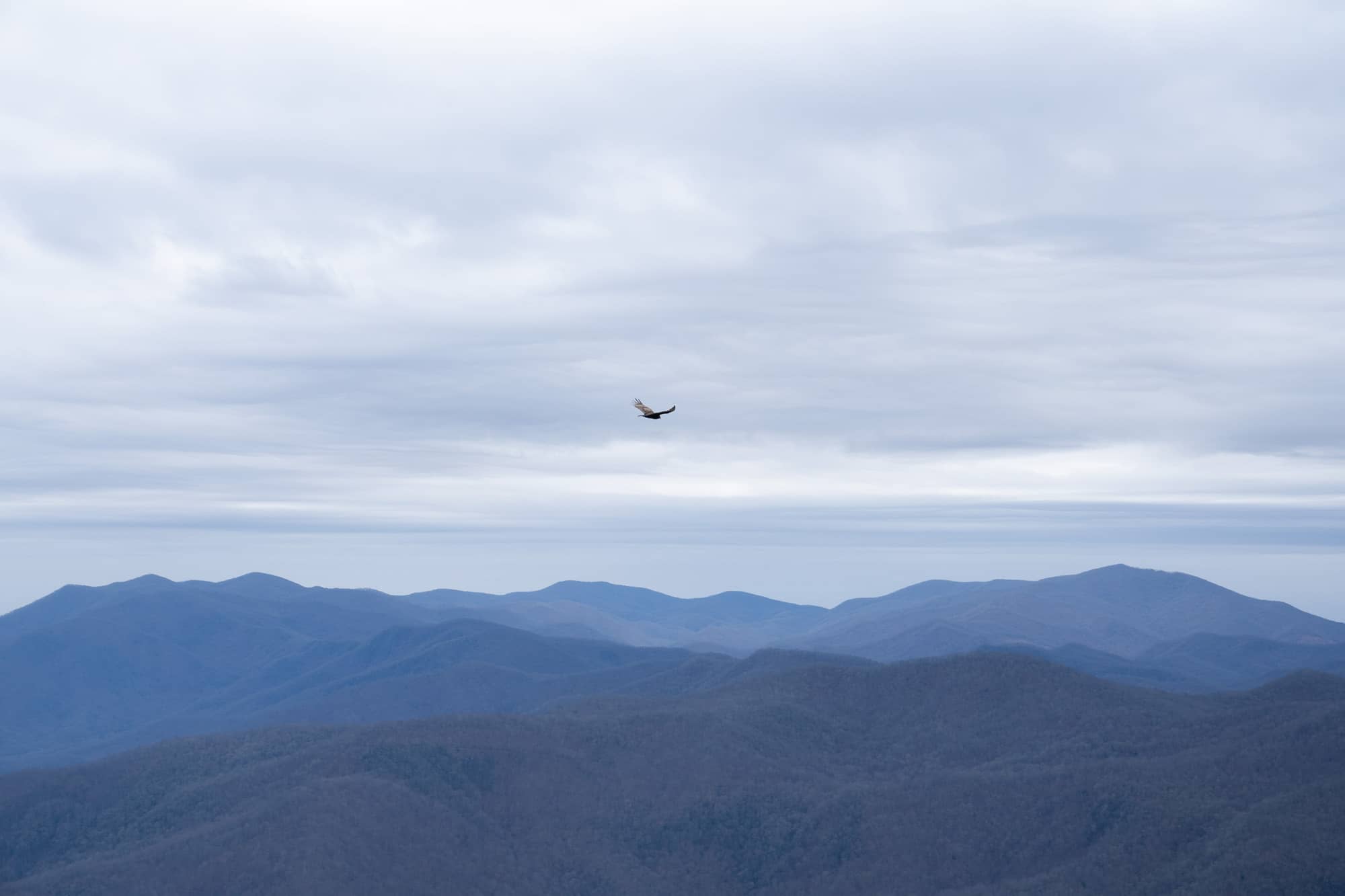 A bird soars across the sky during the fourth day of backpacking a section of the Appalachian Trail in the Nantahala National Forest on Tuesday, March 8, 2022, at the Wayah Bald Lookout Tower near Franklin, North Carolina.