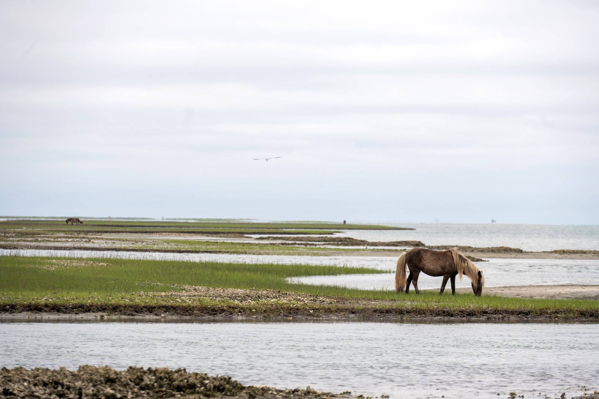 Wild horses roamed at Shackleford Banks where the class camped during the first night of the sea kayaking portion of the trip.