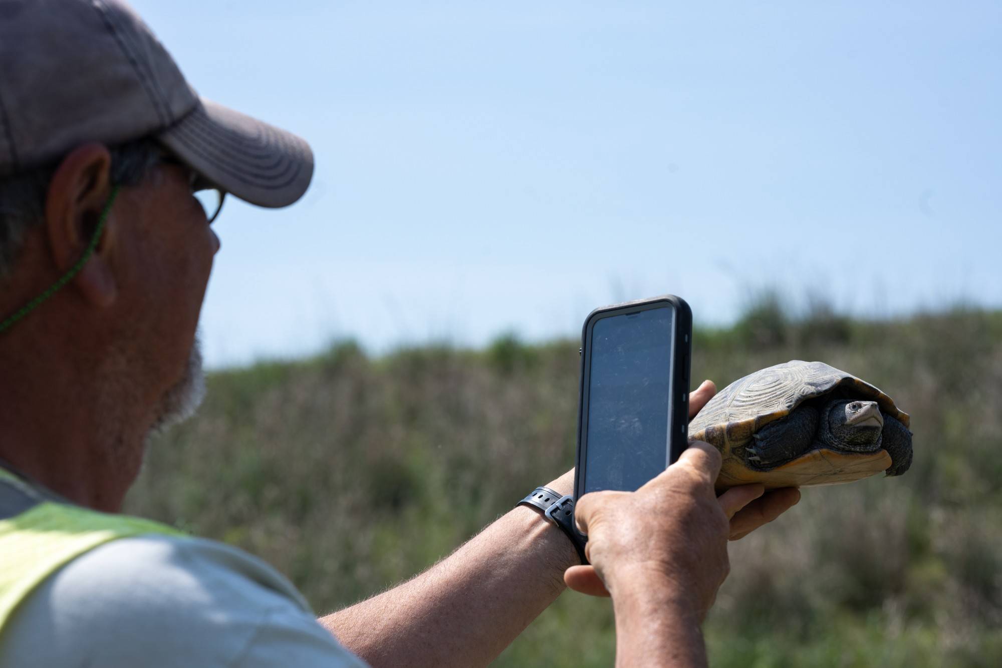 Dr. Roosenberg photographs a turtle that was recaptured several years after being release by K- 12 students. Roosenberg shares the photos with the teachers and students via his lab's Facebook page.