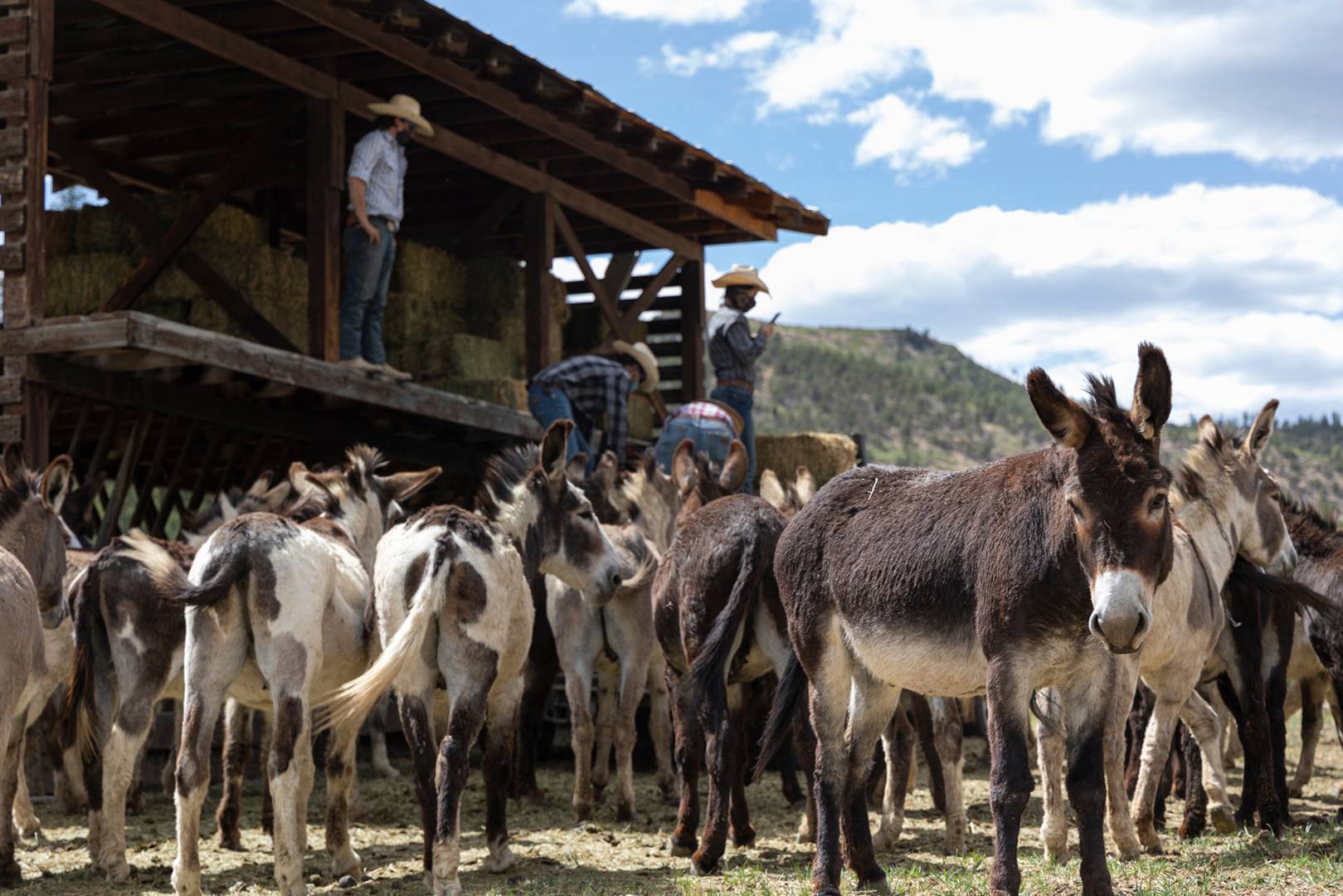 Wranglers feed burros that are located at Ponil Backcountry Staff Camp at Philmont Scout Ranch in Cimarron, N.M., on Sunday, June 5, 2022.