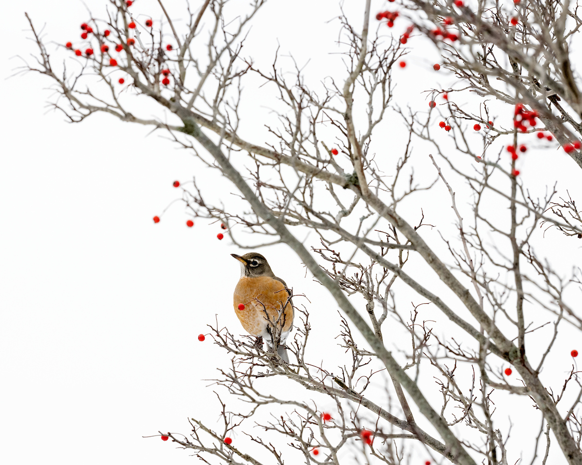 A bird perches on a tree limb with red berries against a white sky
