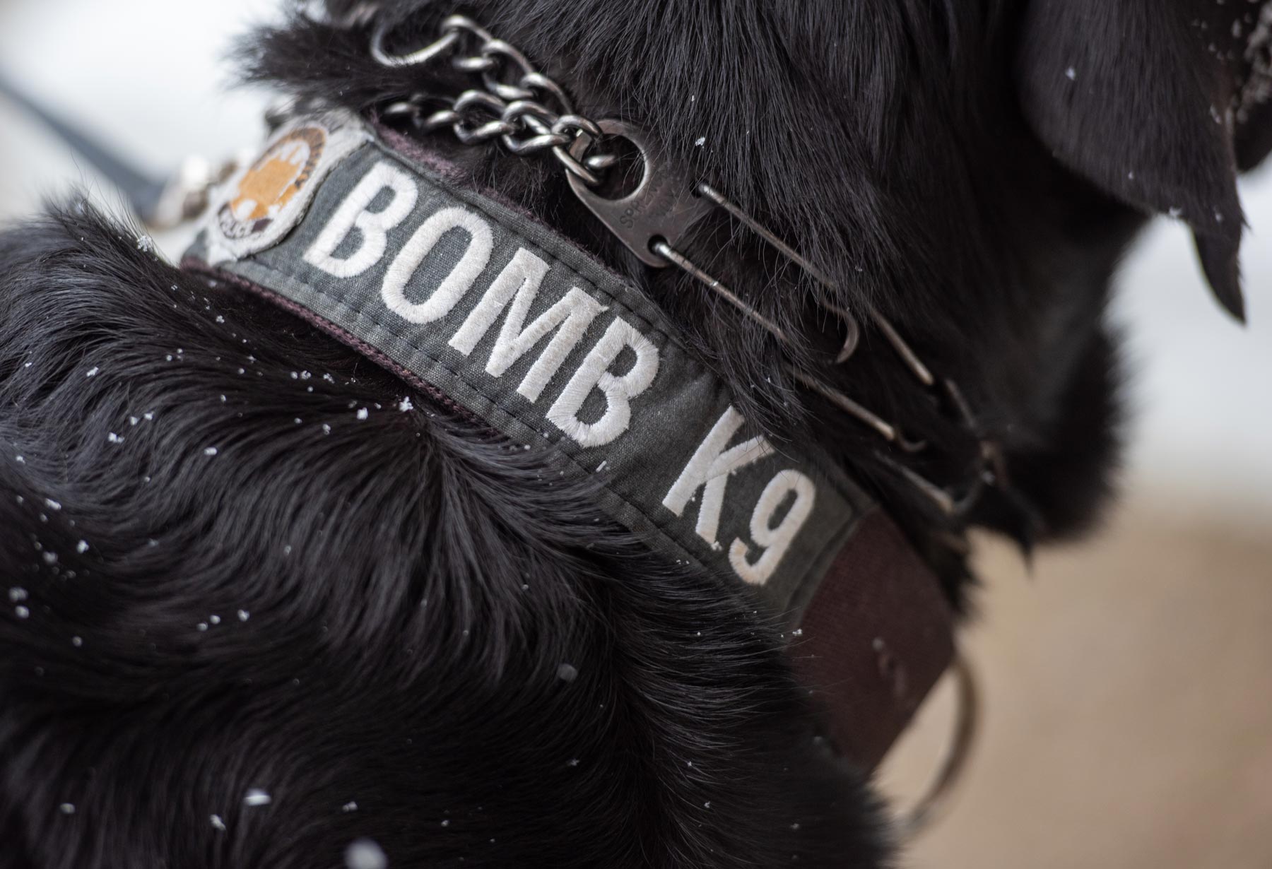 A close-up of the OUPD bomb dog collar