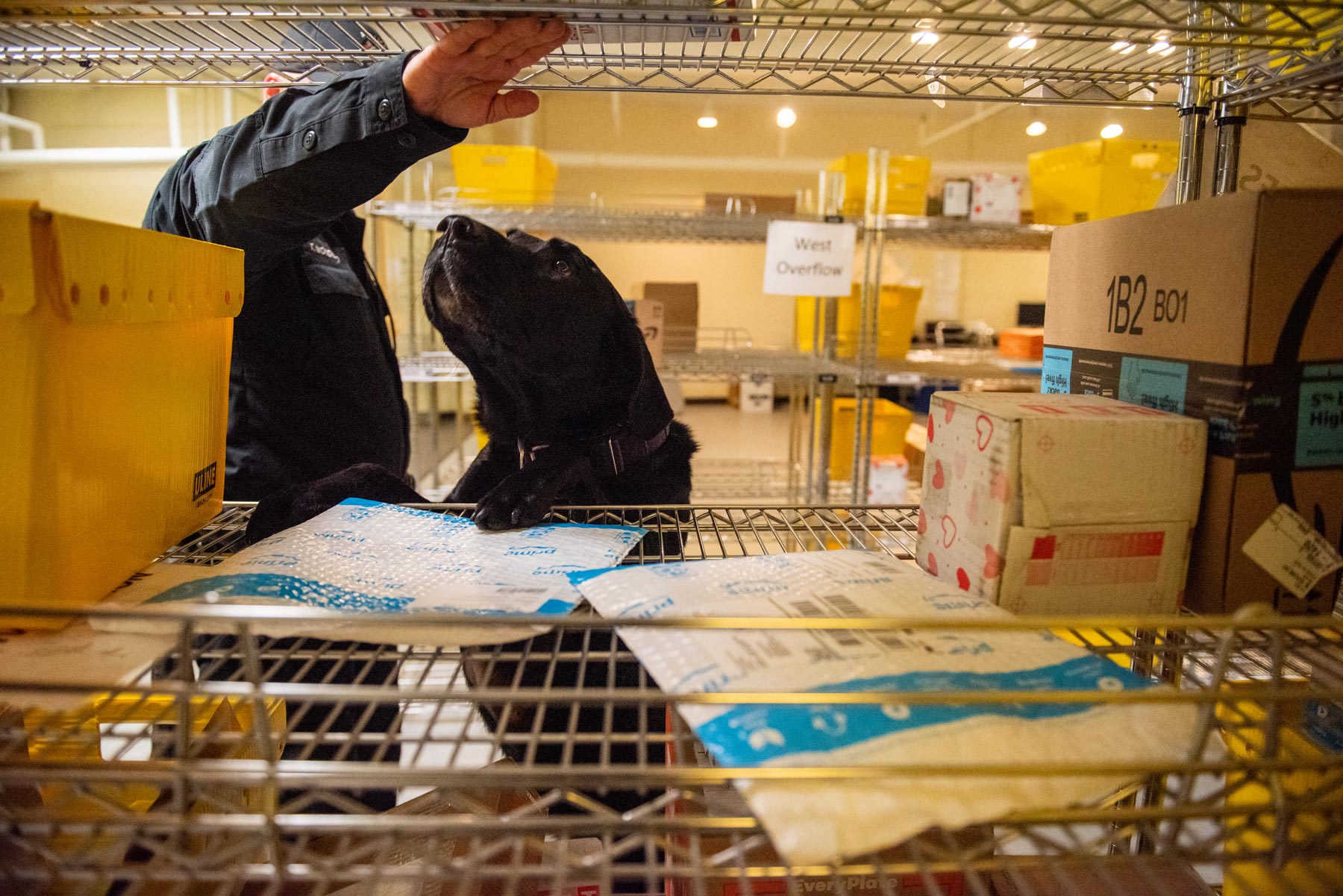 An OUPD K9 officer doing routine checks in a dormitory mail room