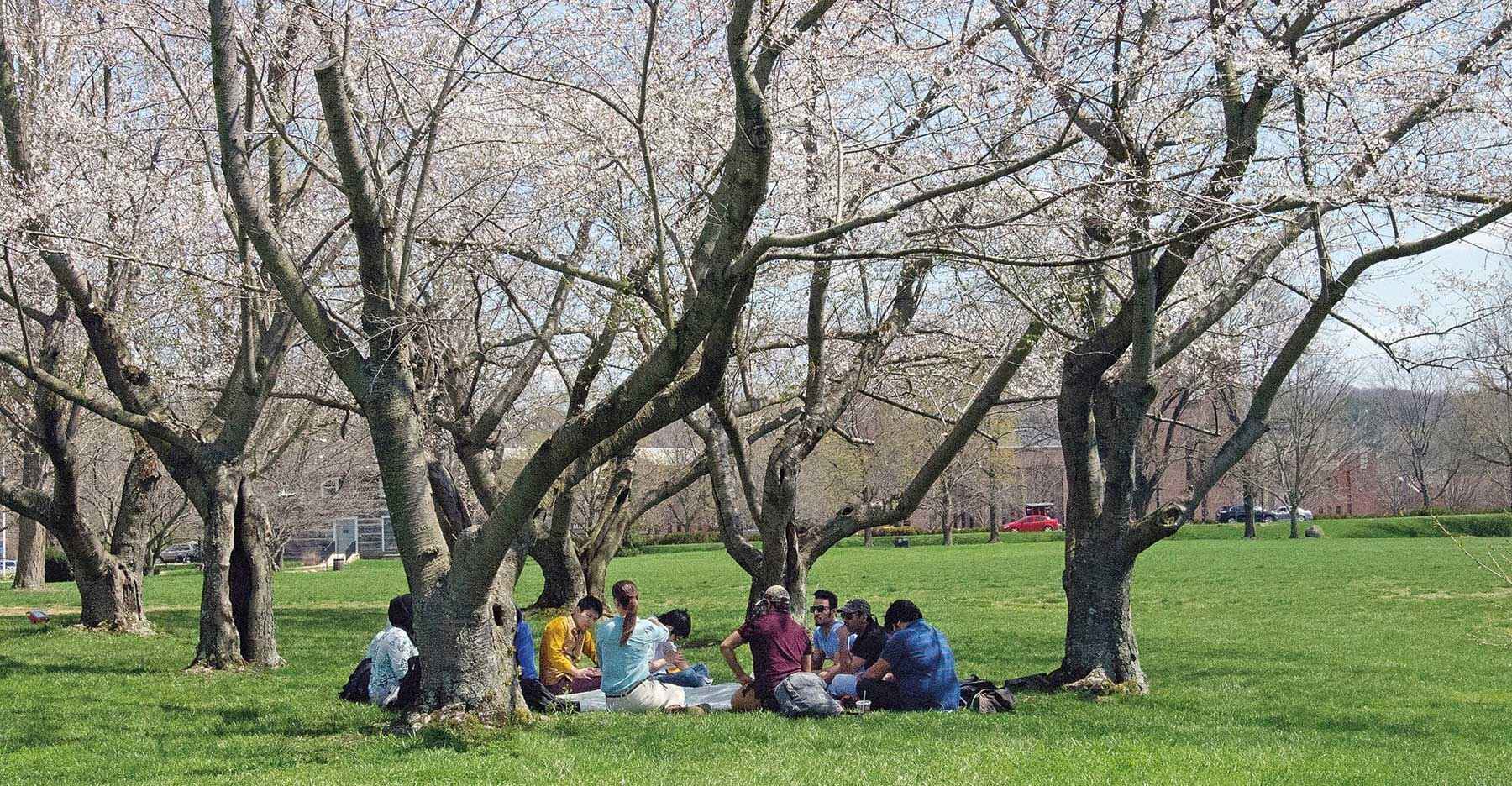 Feature photograph: Students meet and collaborate among the cherry trees earlier this spring. The trees were gifted to OHIO by Chubu University. 