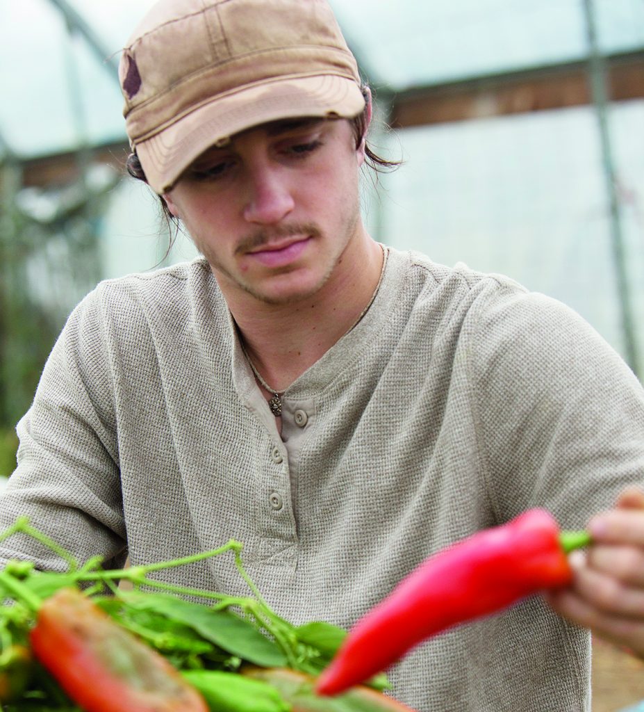 Jack Demain, a specialized studies major, works at the Plant Biology Learning Gardens on West State Street, where student-grown produce is harvested. Photo by Alexandria Polanosky, BSVC ’17