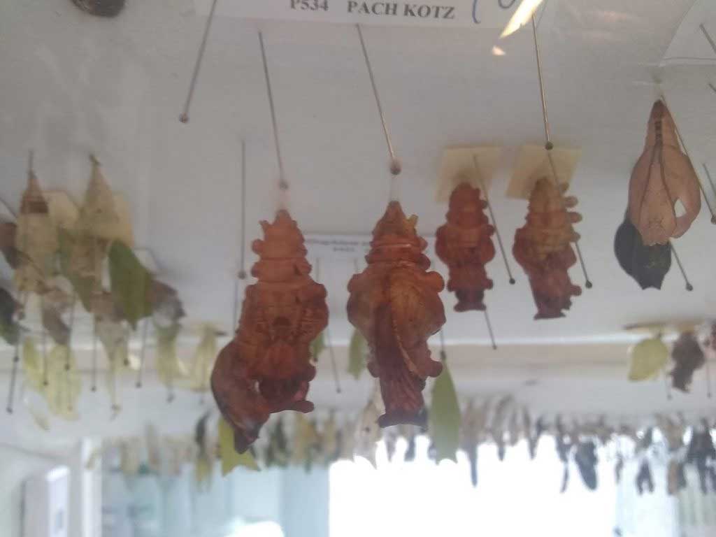 Cocoons hanging from a ceiling