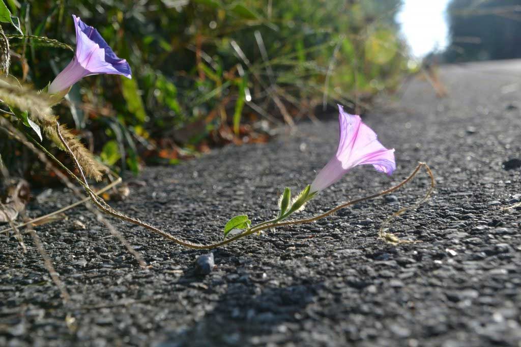 spring flower along the asphalt roadway
