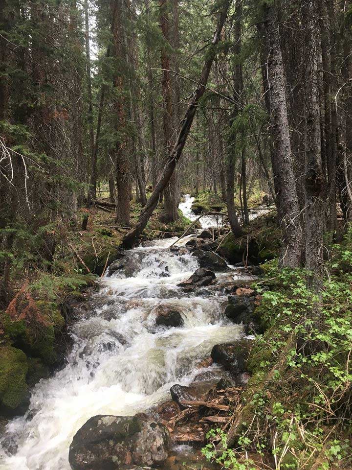 stream cascading through a forest