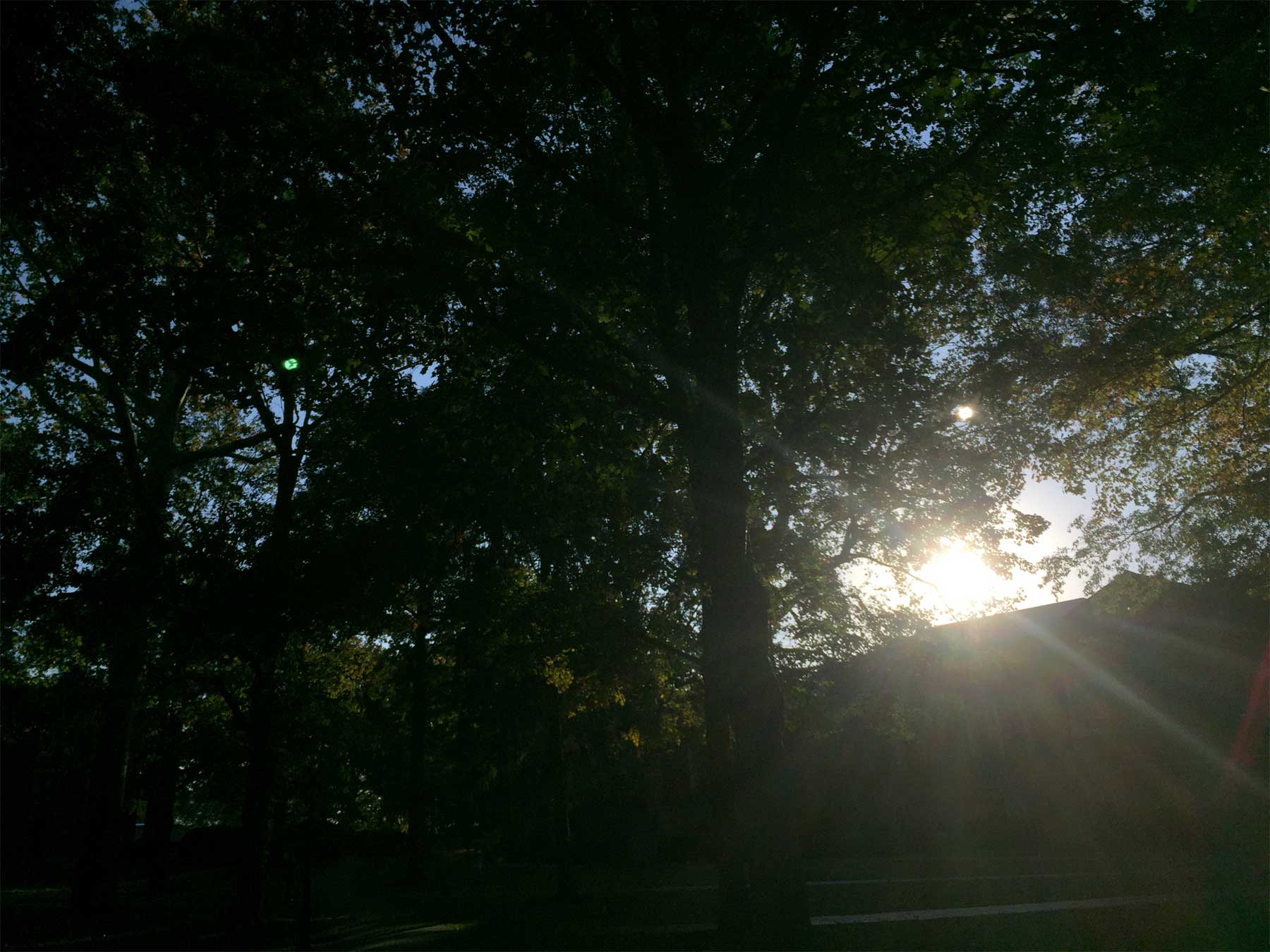 sunlight filtering through a tree, over a house