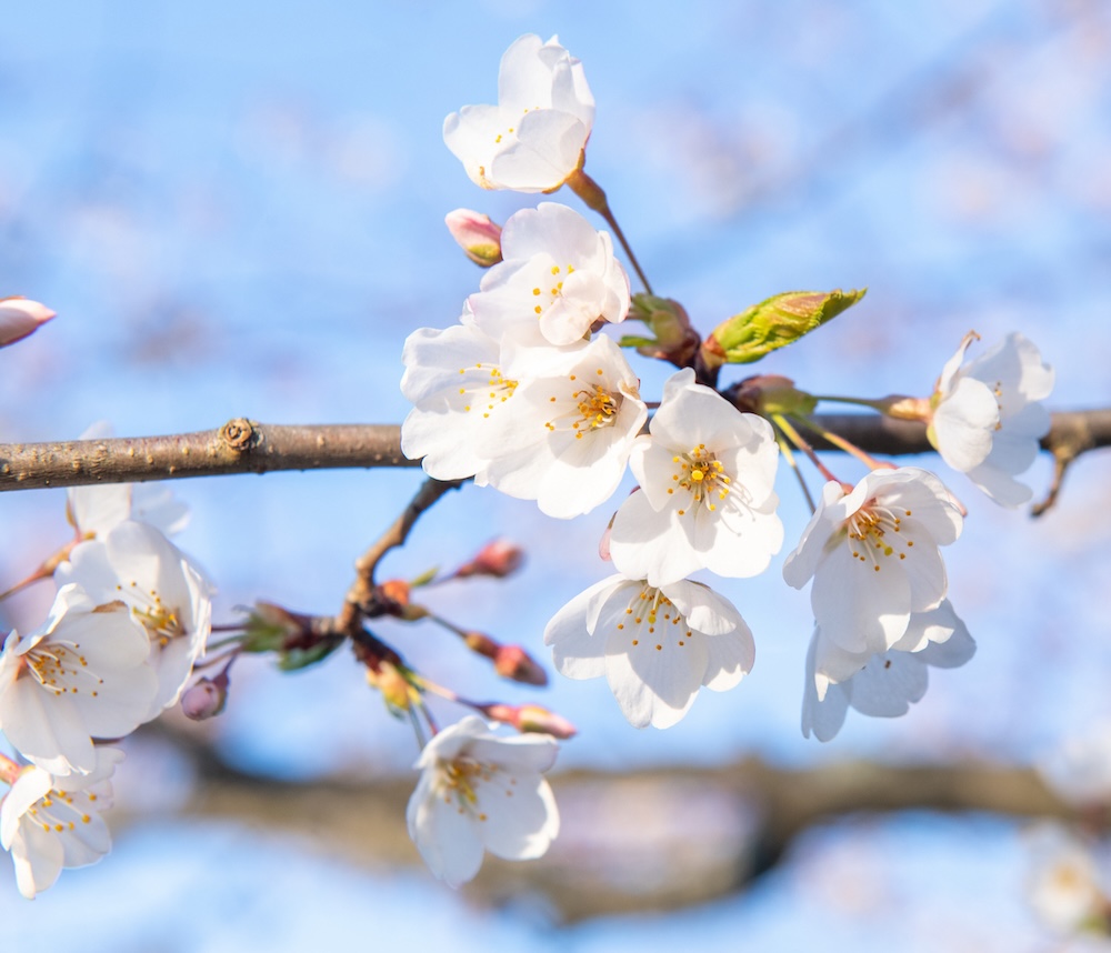 A close-up shot of cherry blossoms