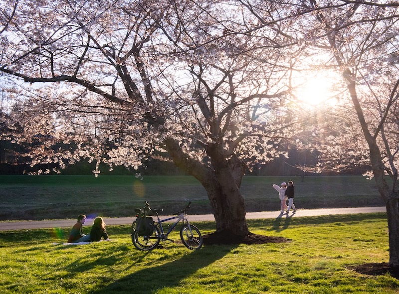 A view of the Athens bike path as the sun shines through blossoming cherry blossom trees