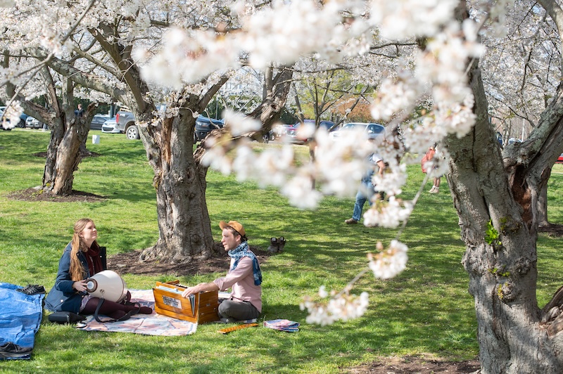 Two people with musical instruments sit on a blanket beneath blossoming cherry blossom trees