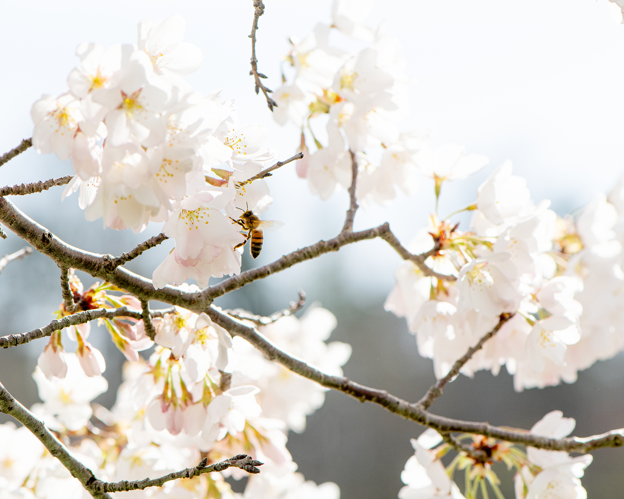 A bee on a cherry blossom tree on OHIO's campus.
