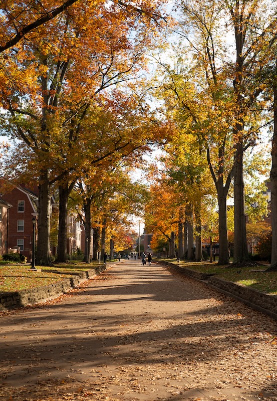 Trees in the fall line the road through East Green