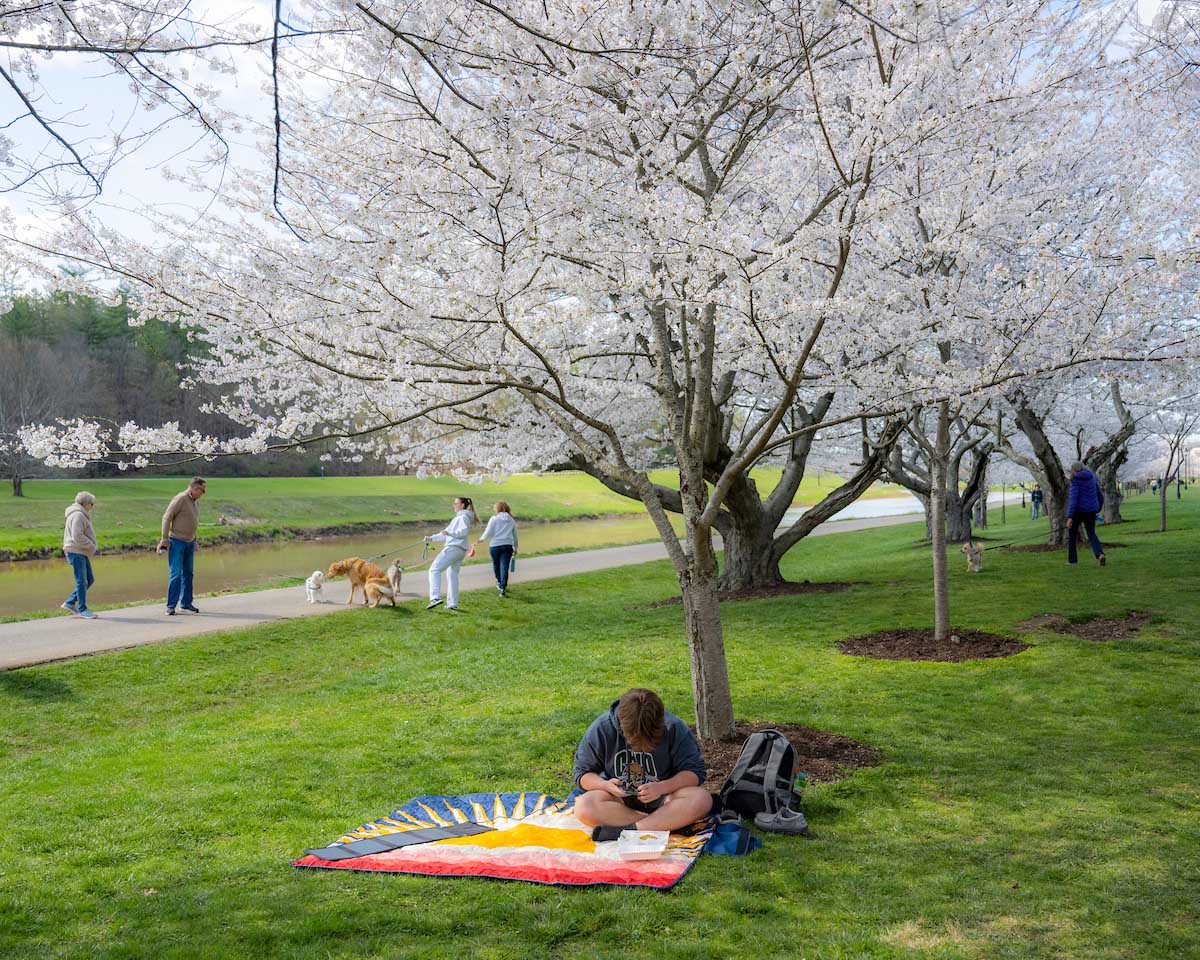 The community enjoys OHIO's Cherry Blossom trees. 