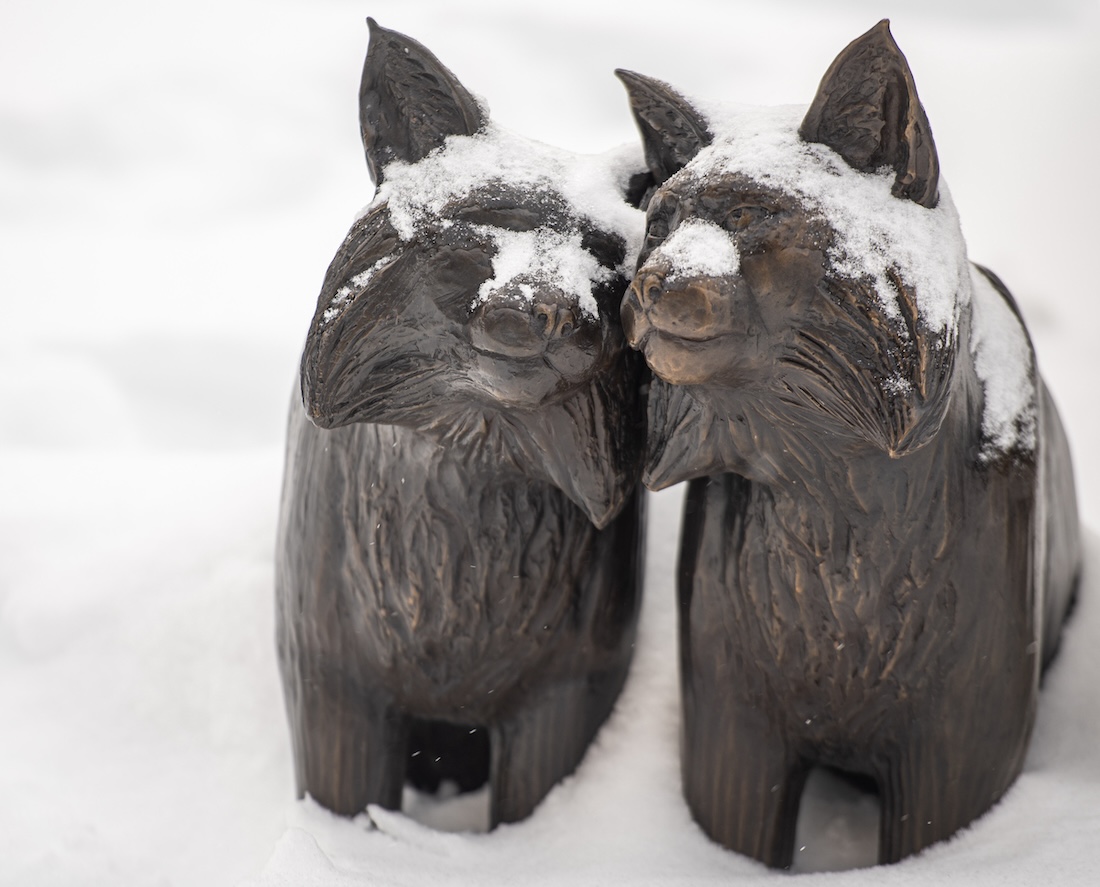 Two bronze bobcats in the snow
