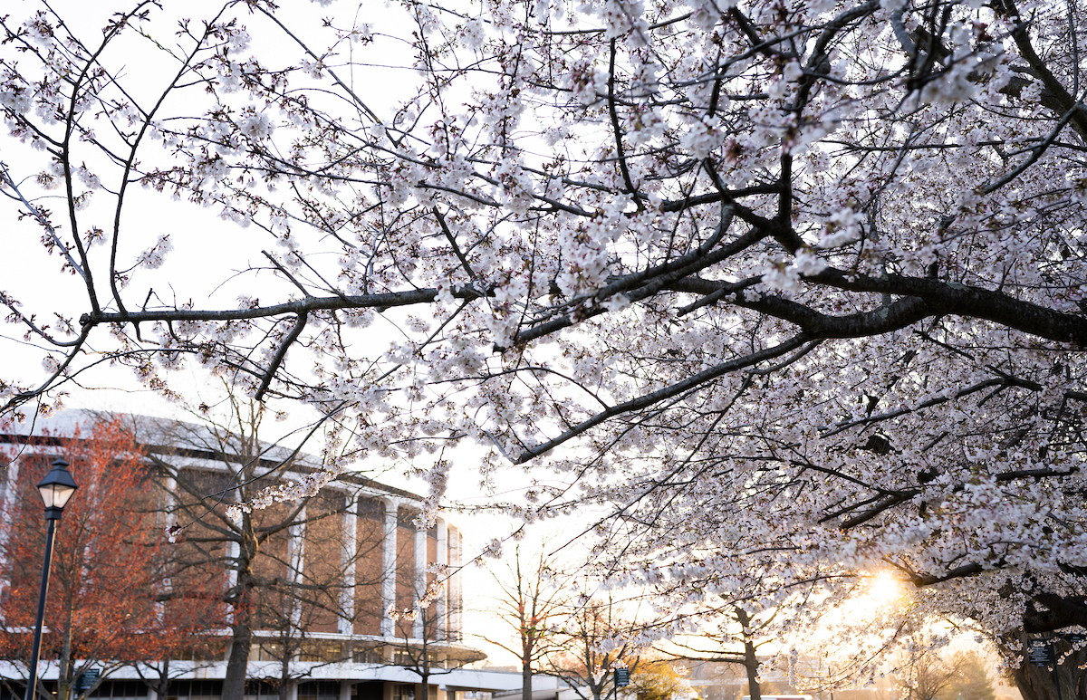 Cherry blossoms frame a photo of the Convocation Center