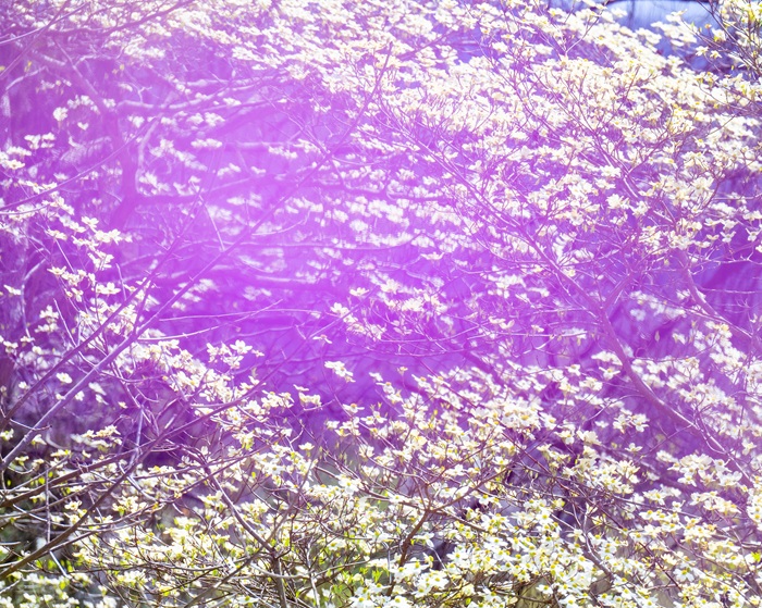 The sky looks purple  in this image  of white blooms on trees