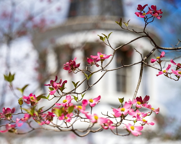The blooms  on a colorful tree are shown in front of Galbreath Chapel on the College Green