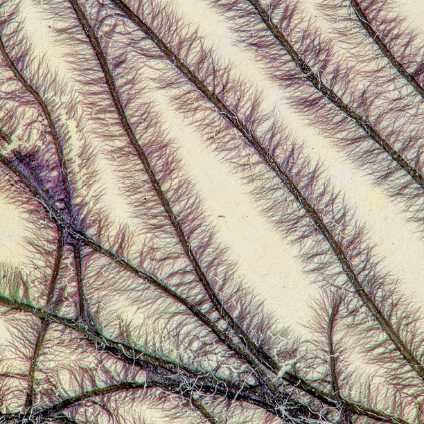 A photo of Thorea kokosinga-pueschelii