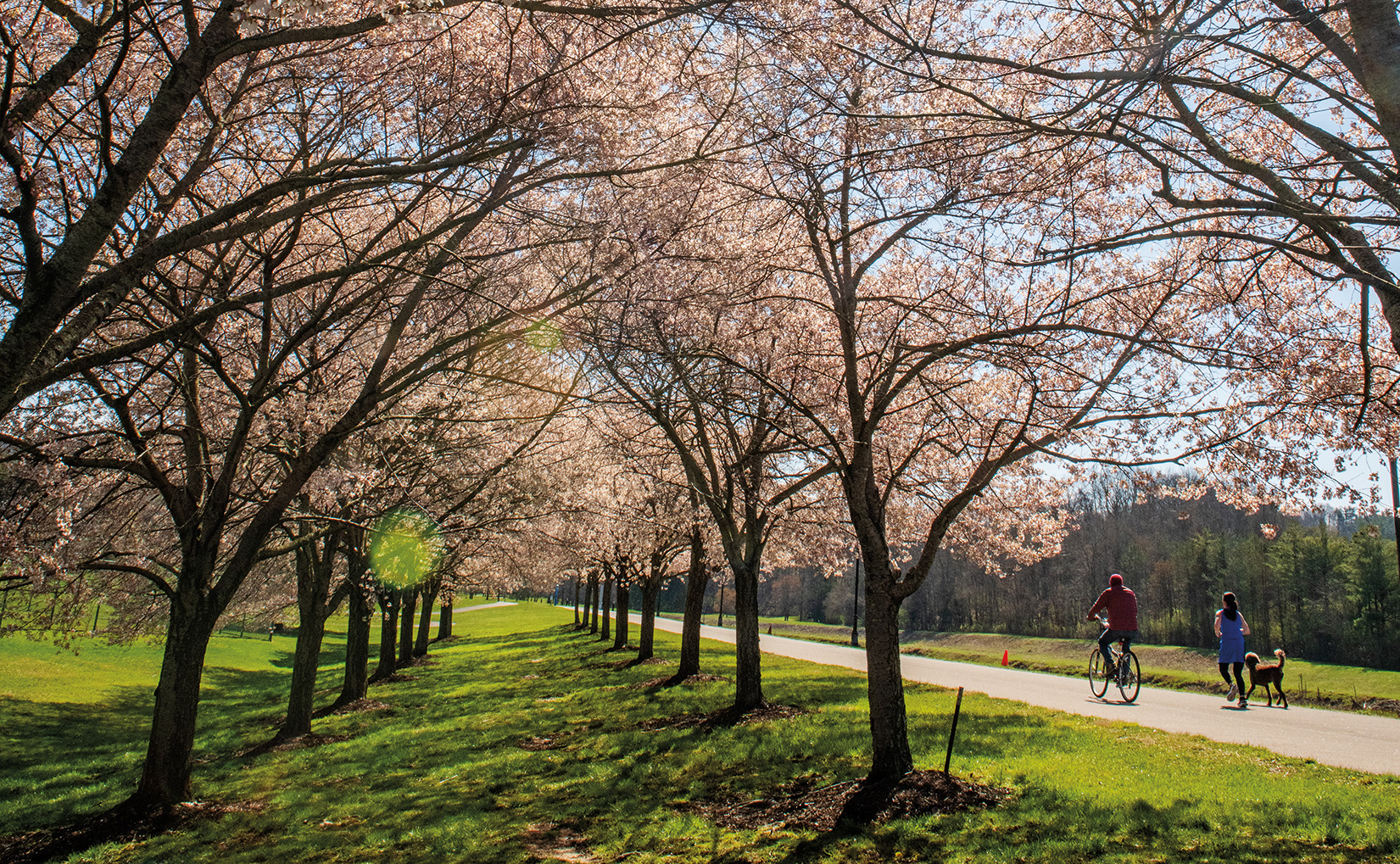 Cherry blossom trees lining the Hocking river