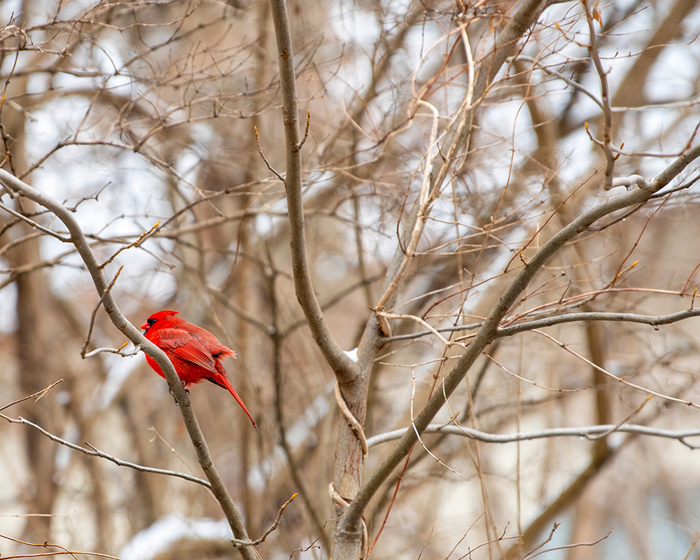 A bright red cardinal perched on a snowy tree.