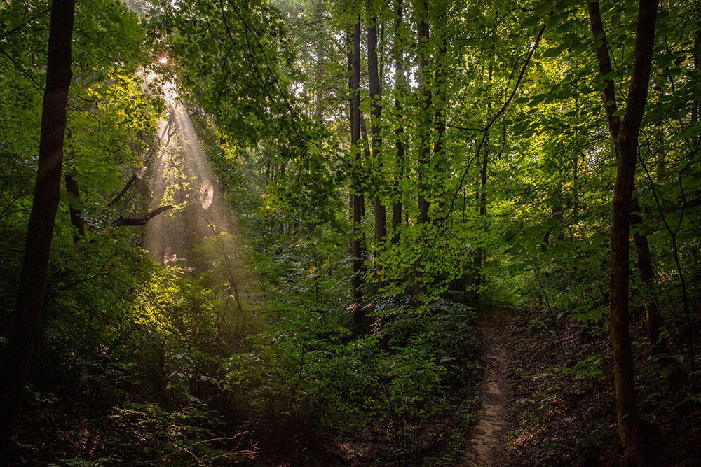 Sun shines through trees in a forest.
