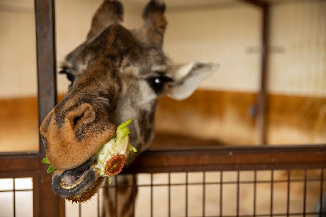 a giraffe eats a piece of lettuce