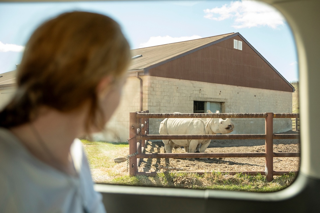 A person looks out the window of a car at a rhino in a pen