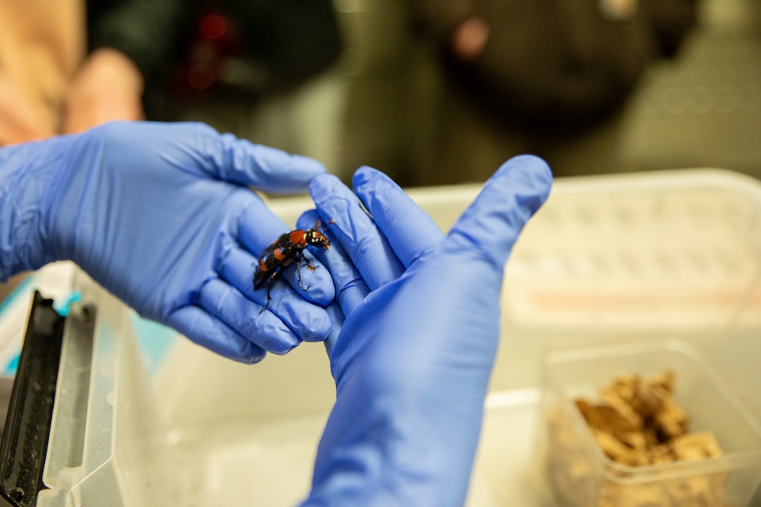 a beetle is pictured, held by someone wearing blue rubber gloves