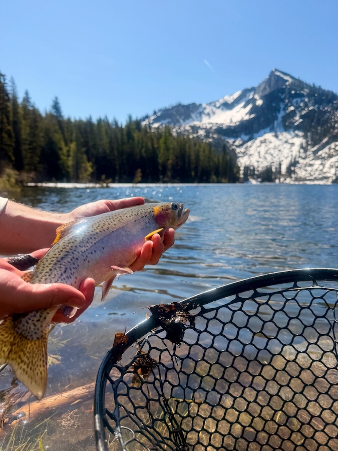 a fish in the foreground with snowy mountains in the distance, blue skies