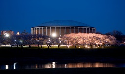 Ohio University Cherry Blossoms